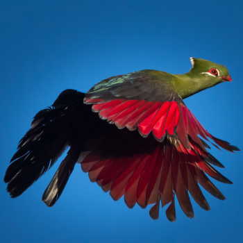 Knysna Loerie