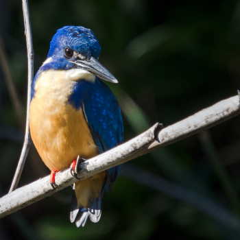 Half Collared Kingfisher