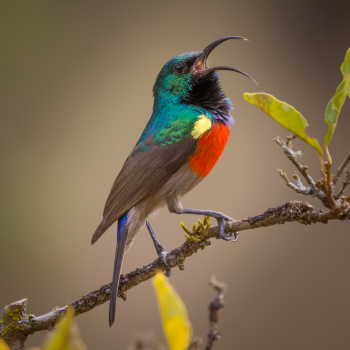 Greater Double-collared Sunbird