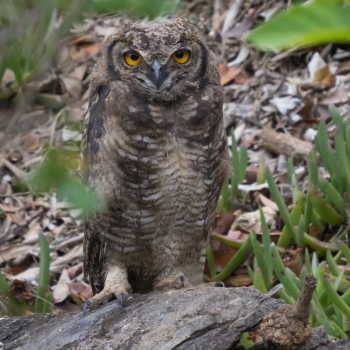 Spotted Eagle Owl
